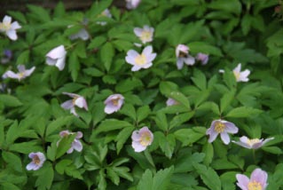 Anemone nemorosa 'Robinsoniana' bestellen